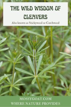 some green plants with the words, the wild wisdom of cleverers also known as stuckweed or catchweed