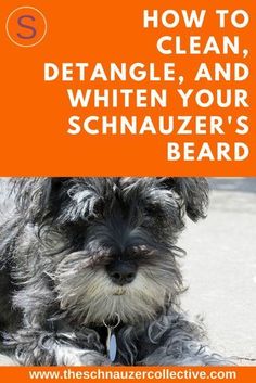 a dog sitting on the ground with text overlay that reads how to clean, detangle and whiten your schnauzer's beard