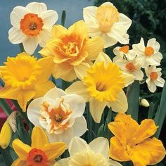 yellow and white daffodils are blooming in the garden with other flowers