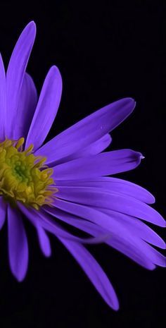 purple flower with yellow center on black background