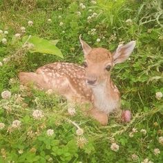 a baby deer is laying in the grass