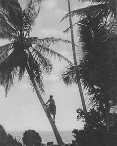 a man climbing up the side of a palm tree next to the ocean in black and white