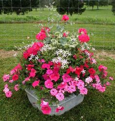 pink and white flowers in a pot on the grass near a fenced in area