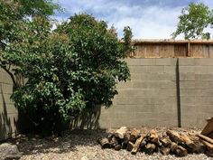 there is a tree in the yard next to some rocks and wood stacked on top of each other