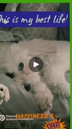 a white dog laying on top of a bed next to a green sign that says, this is my best life