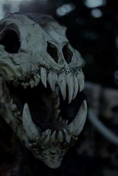 an animal skull with sharp teeth in the dark