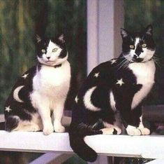 two black and white cats sitting on top of a window sill looking at the camera