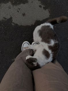 a cat laying on top of someone's legs