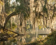 the trees are covered in spanish moss and hanging over the water