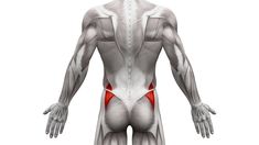 the muscles are highlighted in red and white, as well as an image of the lower body