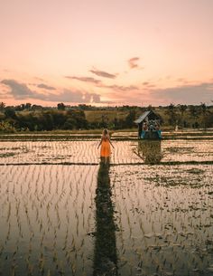 a woman standing in the middle of a rice field