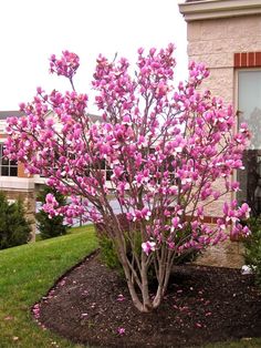 a small tree with pink flowers in front of a building