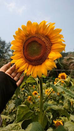 a sunflower being held up by someone's hand in a field with other plants