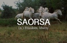 there are many horses running in the field with words above them that read sabora