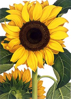 a painting of a sunflower with green leaves