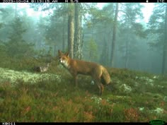 a red fox standing in the middle of a forest on a foggy, misty day