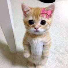 an orange kitten with a pink bow on its head