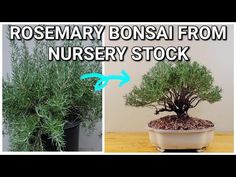 the rosemary bonsai from nursery stock is shown in two different pictures, and there are instructions on how to grow it