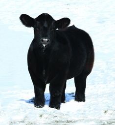 a black cow is standing in the snow