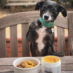 a black and white dog sitting on a wooden bench next to a bowl of food