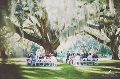 a group of people sitting on top of white chairs under a large tree covered in spanish moss