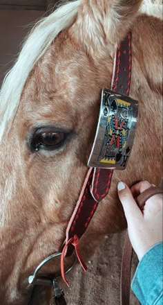 a close up of a person petting a horse's head and bridle