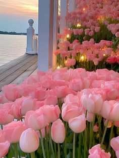 pink tulips are blooming in front of the water at sunset or dawn