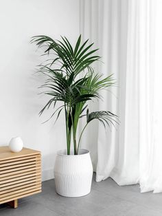 a potted plant sitting next to a wooden cabinet