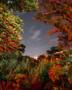 the night sky is lit up by red and green plants in front of some trees