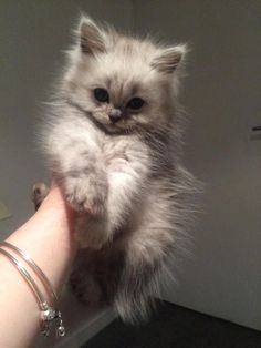 a small kitten is sitting on the arm of someone's hand while holding it