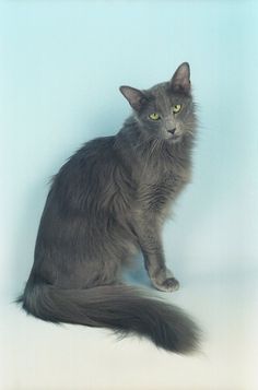 a gray cat sitting on top of a white floor next to a blue wall and looking at the camera