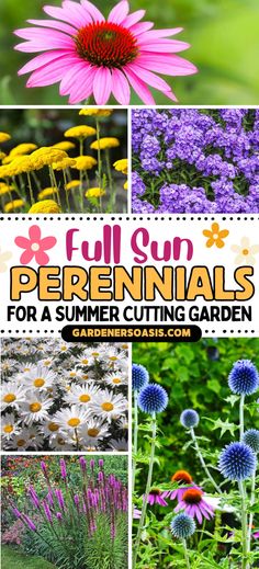 Full Sun Perennials For A Summer Cutting Garden (in zones 4 to 8) | Gardening Zone 5 Perennial Garden, Zone 4b Perennials, Flower Gardens Full Sun, Midwest Perennial Garden Design, Zone 4 Perennial Garden Layout, Perrenial Gardens Layout Full Sun, Zone 6 Perennials, Bright Light Plants, Zone 4 Perennials