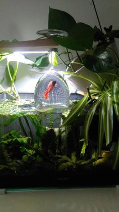 an aquarium with plants and fish in it