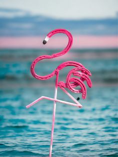 a pink flamingo standing in the water