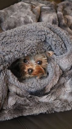 a small dog laying in a blanket on top of a bed with the words yorkshire terriers