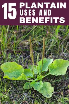 a plant that is growing out of the ground with text overlay reading 15 plantain uses and benefits