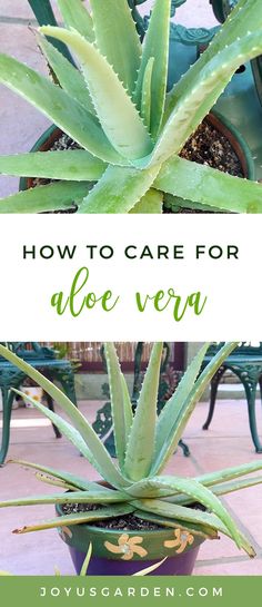 an aloe vera plant in a pot with the words how to care for aloe vera