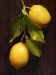 two lemons on a branch with green leaves