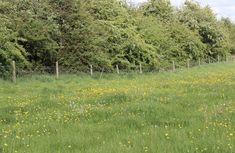 an open field with yellow flowers and trees in the backgrounnd, surrounded by barbed wire