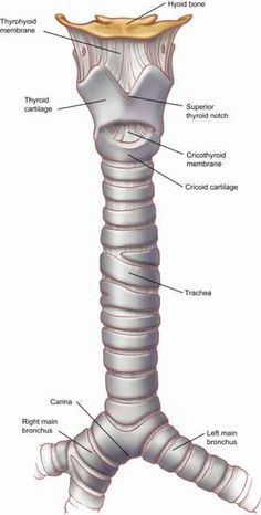 an image of the structure of a human neck and thoral part, labeled in text