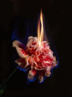 a burning flower with the words burn on it