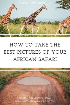 two giraffes walking across a dirt road with the words how to take the best pictures of your african safari