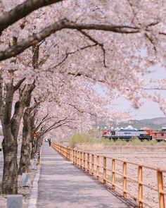 the trees are blooming along the side of the road with people walking on it