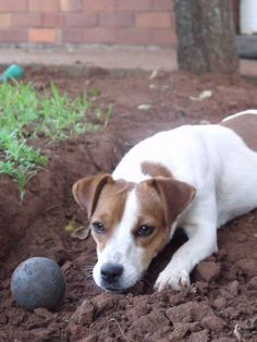 a brown and white dog laying on top of dirt next to a ball in the ground