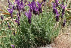 some purple flowers are growing in the grass