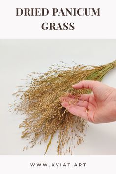 a hand is holding some grass with the words dried pancium grass on it