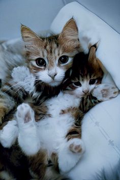 two kittens cuddle together on a blanket