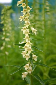 some white flowers are growing in the grass