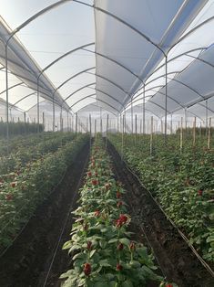 the inside of a greenhouse filled with lots of plants