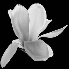 black and white photograph of a flower on a black background with the petals still open